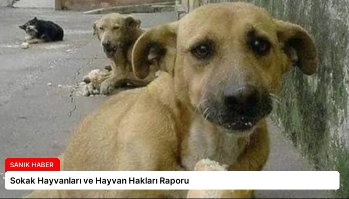 Sokak Hayvanları ve Hayvan Hakları Raporu