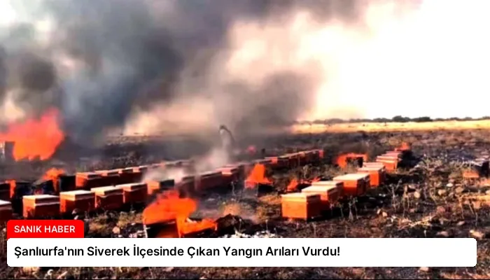 Şanlıurfa’nın Siverek İlçesinde Çıkan Yangın Arıları Vurdu!