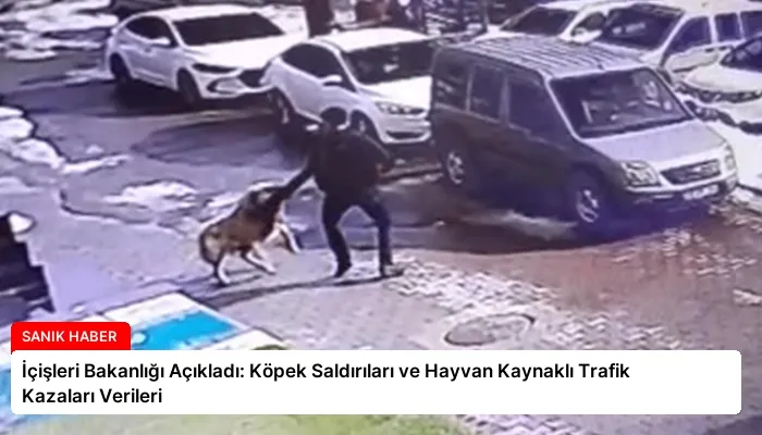 İçişleri Bakanlığı Açıkladı: Köpek Saldırıları ve Hayvan Kaynaklı Trafik Kazaları Verileri