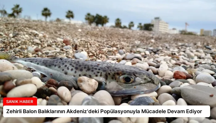 Zehirli Balon Balıklarının Akdeniz’deki Popülasyonuyla Mücadele Devam Ediyor