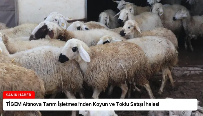 TİGEM Altınova Tarım İşletmesi’nden Koyun ve Toklu Satışı İhalesi