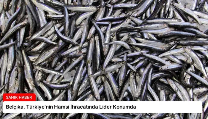 Belçika, Türkiye’nin Hamsi İhracatında Lider Konumda