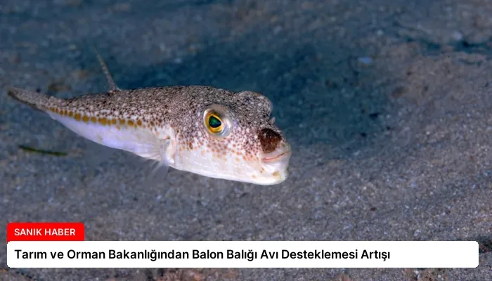 Tarım ve Orman Bakanlığından Balon Balığı Avı Desteklemesi Artışı