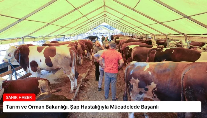 Tarım ve Orman Bakanlığı, Şap Hastalığıyla Mücadelede Başarılı