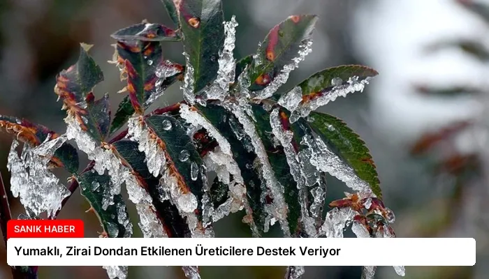 Yumaklı, Zirai Dondan Etkilenen Üreticilere Destek Veriyor