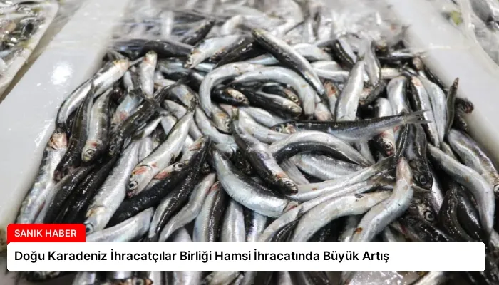 Doğu Karadeniz İhracatçılar Birliği Hamsi İhracatında Büyük Artış