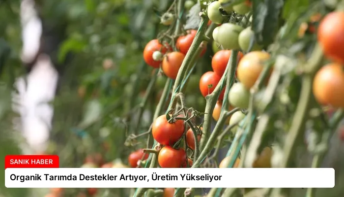 Organik Tarımda Destekler Artıyor, Üretim Yükseliyor