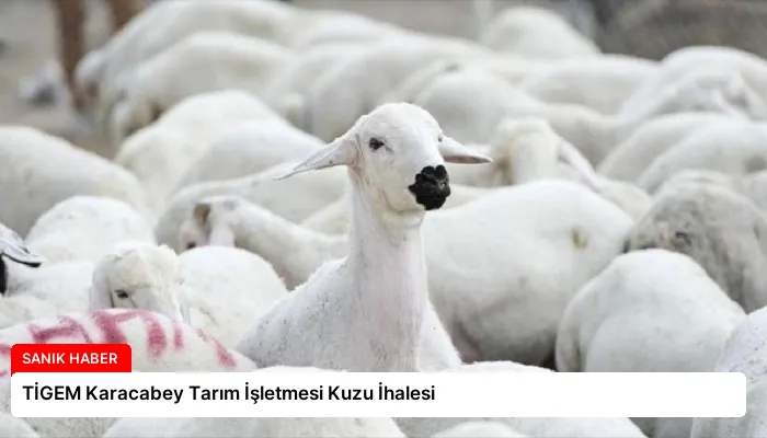 TİGEM Karacabey Tarım İşletmesi Kuzu İhalesi
