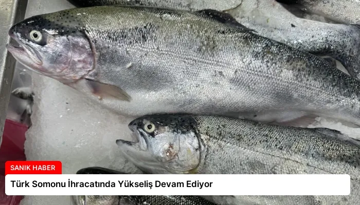 Türk Somonu İhracatında Yükseliş Devam Ediyor