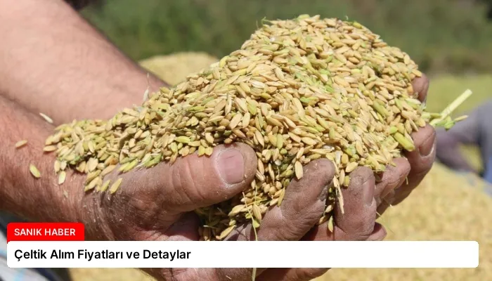 Çeltik Alım Fiyatları ve Detaylar