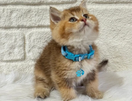 Yavru Kedi Sahiplenme ile Hayatınızı Renklendirin