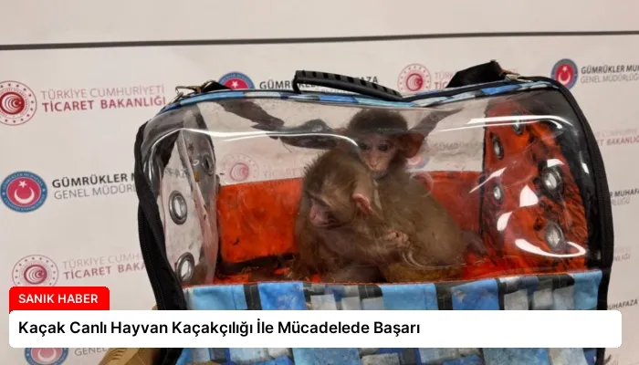 Kaçak Canlı Hayvan Kaçakçılığı İle Mücadelede Başarı
