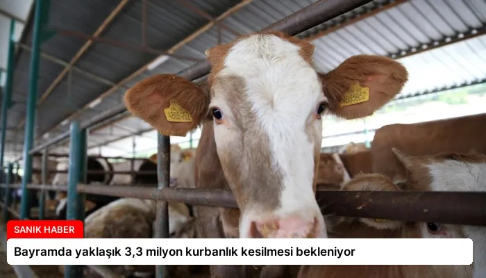 Bayramda yaklaşık 3,3 milyon kurbanlık kesilmesi bekleniyor