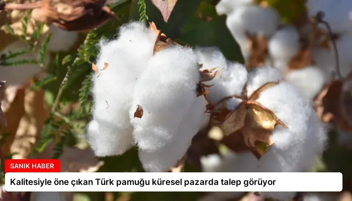 Kalitesiyle öne çıkan Türk pamuğu küresel pazarda talep görüyor