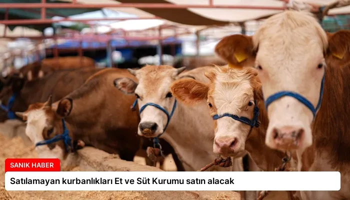 Satılamayan kurbanlıkları Et ve Süt Kurumu satın alacak