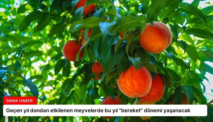Geçen yıl dondan etkilenen meyvelerde bu yıl “bereket” dönemi yaşanacak
