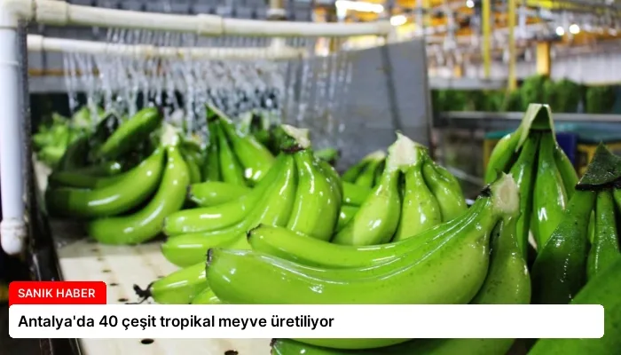Antalya’da 40 çeşit tropikal meyve üretiliyor