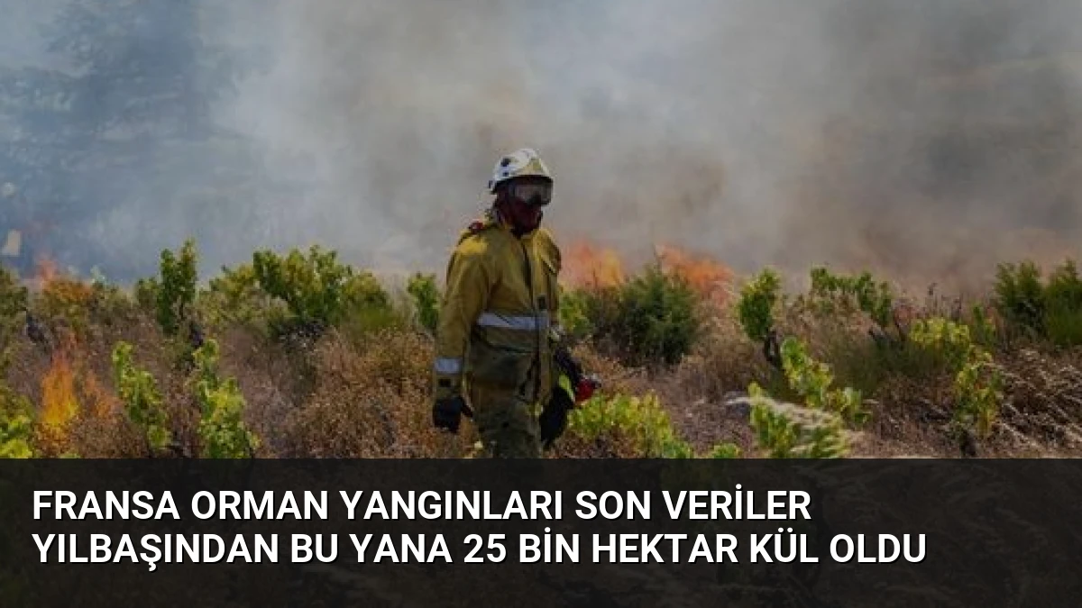 Fransa Orman Yangınları Son Veriler Yılbaşından Bu Yana 25 Bin Hektar Kül Oldu