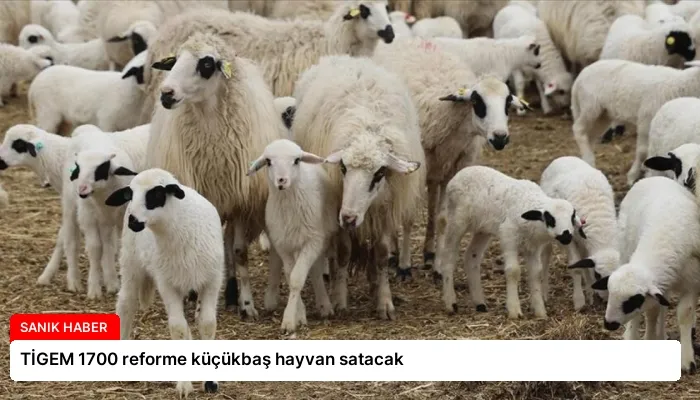 TİGEM 1700 reforme küçükbaş hayvan satacak