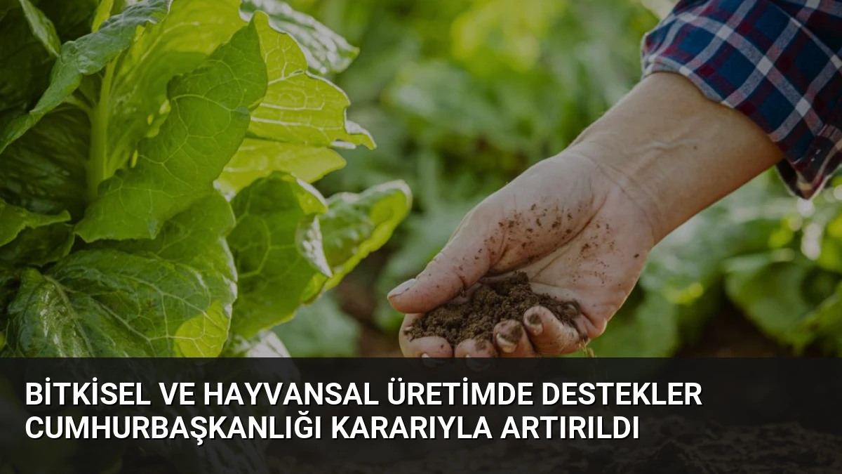 Bitkisel ve Hayvansal Üretimde Destekler Cumhurbaşkanlığı Kararıyla Artırıldı