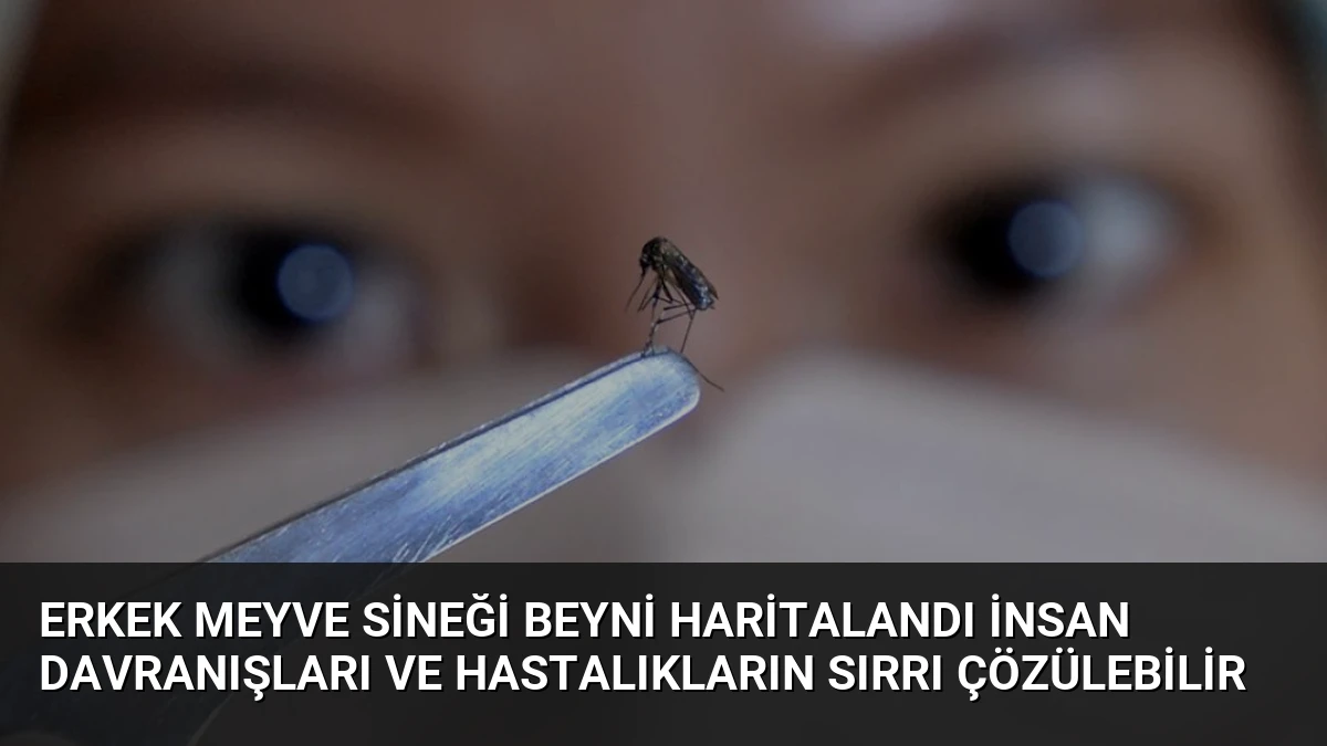 Erkek Meyve Sineği Beyni Haritalandı İnsan Davranışları ve Hastalıkların Sırrı Çözülebilir